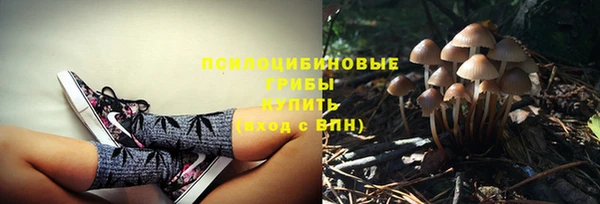 шишки Медвежьегорск